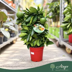   Citrus sinensis - Narancs - fal (spalliera) - 19 cm-es cserépben
