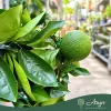 Citrus sinensis - Narancs - fal (spalliera) - 19 cm-es cserépben