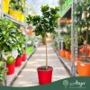 Citrus sinensis - Narancs - törzses - 26 cm-es cserépben