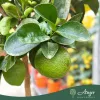 Citrus sinensis - Narancs - törzses - 26 cm-es cserépben