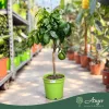 Citrus bergamia - Bergamott - mini törzses - 22 cm-es cserépben
