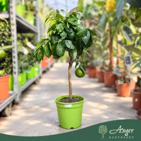   Citrus bergamia - Bergamott - mini törzses - 22 cm-es cserépben