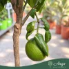 Citrus bergamia - Bergamott - mini törzses - 22 cm-es cserépben