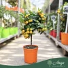 × Citrofortunella microcarpa - Kalamondin - mini törzses - 19 cm-es cserépben