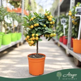   × Citrofortunella microcarpa - Kalamondin - mini törzses - 19 cm-es cserépben