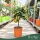 × Citrofortunella microcarpa - Kalamondin - mini törzses - 19 cm-es cserépben