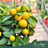 × Citrofortunella microcarpa - Kalamondin - mini törzses - 19 cm-es cserépben
