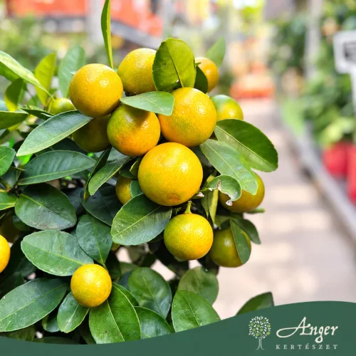 × Citrofortunella microcarpa - Kalamondin - mini törzses - 19 cm-es cserépben