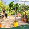 Citrus medica 'Maxima' - Cédrátcitrom - törzses - 26 cm-es cserépben