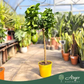   Citrus medica 'Maxima' - Cédrátcitrom - törzses - 26 cm-es cserépben