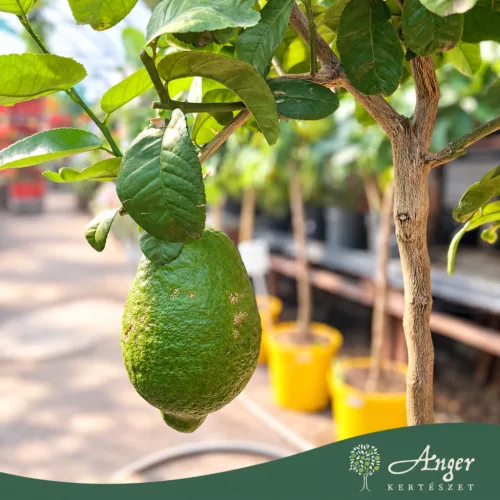 Citrus medica 'Maxima' - Cédrátcitrom - törzses - 26 cm-es cserépben
