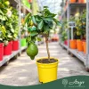 Citrus medica - Cédrátcitrom - mini törzses - 22 cm-es cserépben