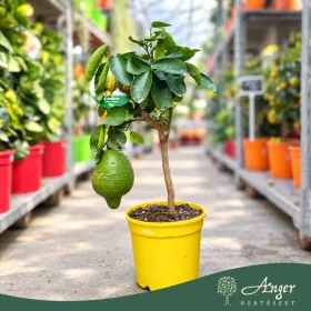   Citrus medica - Cédrátcitrom - mini törzses - 22 cm-es cserépben