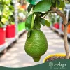 Citrus medica - Cédrátcitrom - mini törzses - 22 cm-es cserépben