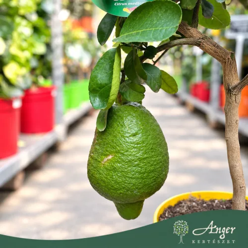 Citrus medica - Cédrátcitrom - mini törzses - 22 cm-es cserépben