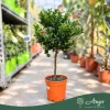 Citrus myrtifolia - Mirtuszlevelű narancs (chinotto) - mini törzses - 22 cm-es cserépben