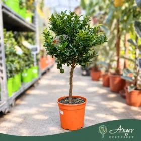   Citrus myrtifolia - Mirtuszlevelű narancs (chinotto) - mini törzses - 22 cm-es cserépben