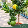 Citrus myrtifolia - Mirtuszlevelű narancs (chinotto) - mini törzses - 22 cm-es cserépben
