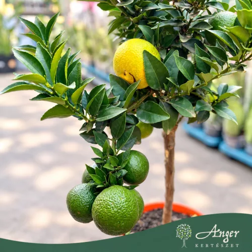 Citrus myrtifolia - Mirtuszlevelű narancs (chinotto) - mini törzses - 22 cm-es cserépben