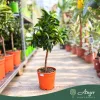Citrus clementina - Klementin - mini törzses - 22 cm-es cserépben