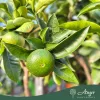 Citrus clementina - Klementin - mini törzses - 22 cm-es cserépben