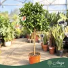 Citrus clementina - Klementin - törzses - 26 cm-es cserépben
