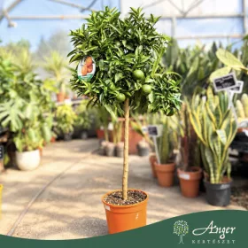   Citrus clementina - Klementin - törzses - 26 cm-es cserépben