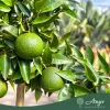 Citrus clementina - Klementin - törzses - 26 cm-es cserépben