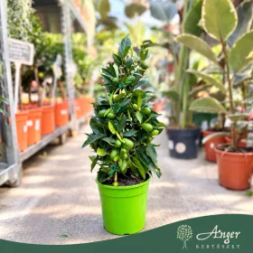   x Citrofortunella floridana - Limequat - piramis - 19 cm-es cserépben