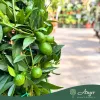x Citrofortunella floridana - Limequat - piramis - 19 cm-es cserépben