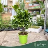 x Citrofortunella floridana - Limequat - mini törzses - 22 cm-es cserépben