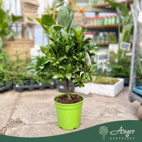   x Citrofortunella floridana - Limequat - mini törzses - 22 cm-es cserépben