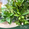 x Citrofortunella floridana - Limequat - mini törzses - 22 cm-es cserépben