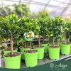 x Citrofortunella floridana - Limequat - mini törzses - 22 cm-es cserépben