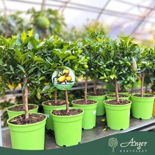 x Citrofortunella floridana - Limequat - mini törzses - 22 cm-es cserépben