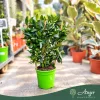 x Citrofortunella floridana - Limequat - fal  - 19 cm-es cserépben