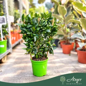   x Citrofortunella floridana - Limequat - fal  - 19 cm-es cserépben
