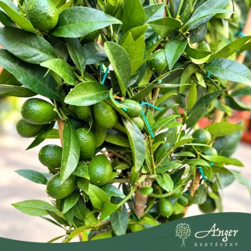 x Citrofortunella floridana - Limequat - fal  - 19 cm-es cserépben