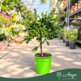  Microcitrus australasica (piros) - Kaviárcitrom - mini törzses - 19 cm-es cserépben