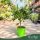 Microcitrus australasica (piros) - Kaviárcitrom - mini törzses - 19 cm-es cserépben