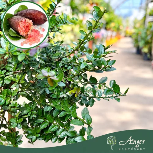 Microcitrus australasica (piros) - Kaviárcitrom - mini törzses - 19 cm-es cserépben