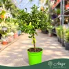 Microcitrus australasica (piros) - Kaviárcitrom - mini törzses - 22 cm-es cserépben