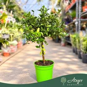   Microcitrus australasica (piros) - Kaviárcitrom - mini törzses - 22 cm-es cserépben