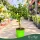 Microcitrus australasica (piros) - Kaviárcitrom - mini törzses - 22 cm-es cserépben