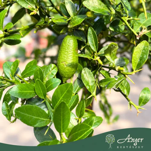 Microcitrus australasica (piros) - Kaviárcitrom - mini törzses - 22 cm-es cserépben