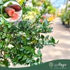 Microcitrus australasica (piros) - Kaviárcitrom - mini törzses - 22 cm-es cserépben