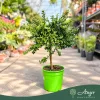 Microcitrus australasica (zöld) - Kaviárcitrom - mini törzses - 22 cm-es cserépben
