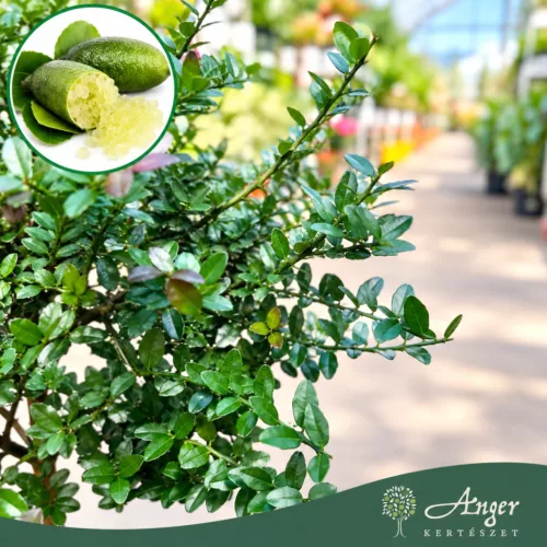 Microcitrus australasica (zöld) - Kaviárcitrom - mini törzses - 22 cm-es cserépben