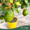 Citrus limon 'Danila' - Citrom - mini törzses - 22 cm-es cserépben