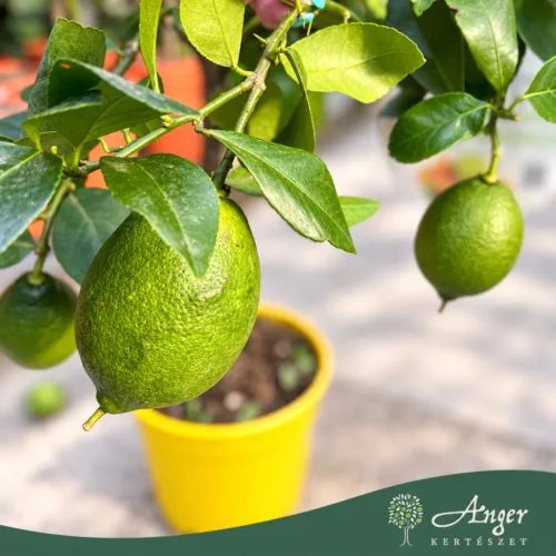 Citrus limon 'Danila' - Citrom - mini törzses - 22 cm-es cserépben